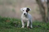 JACK RUSSEL 283